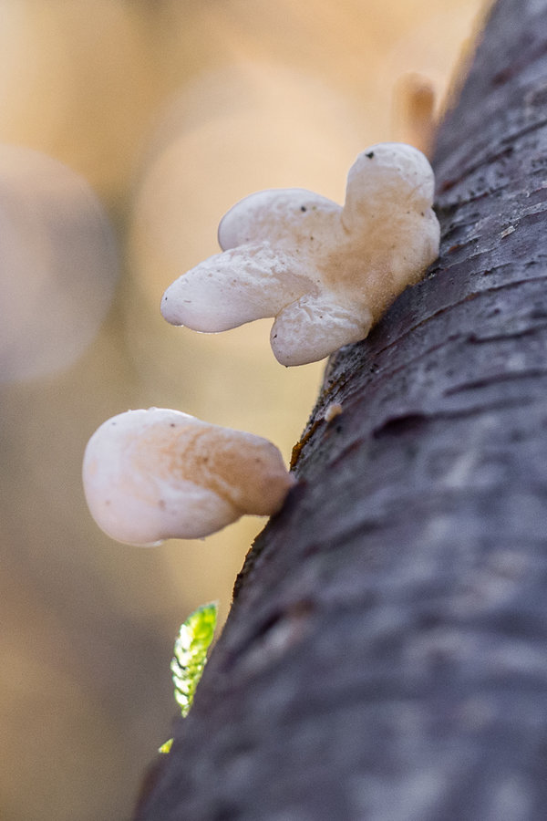 20221027-PA270651 Hauptsmoorwald.JPG