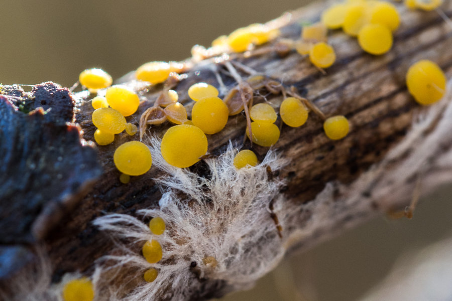 20221027-PA270655 Hauptsmoorwald-2.JPG