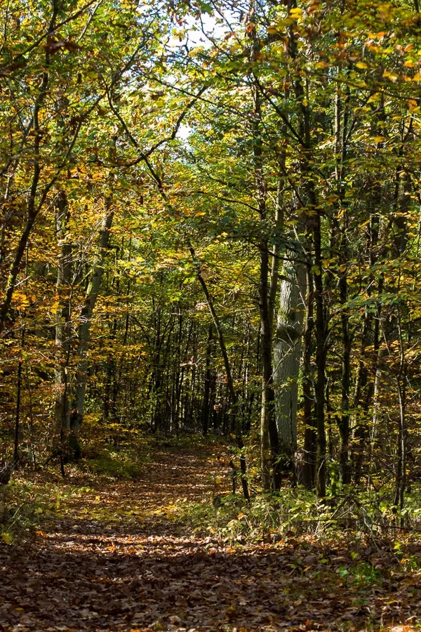 20221027-PA270541 Hauptsmoorwald.webp