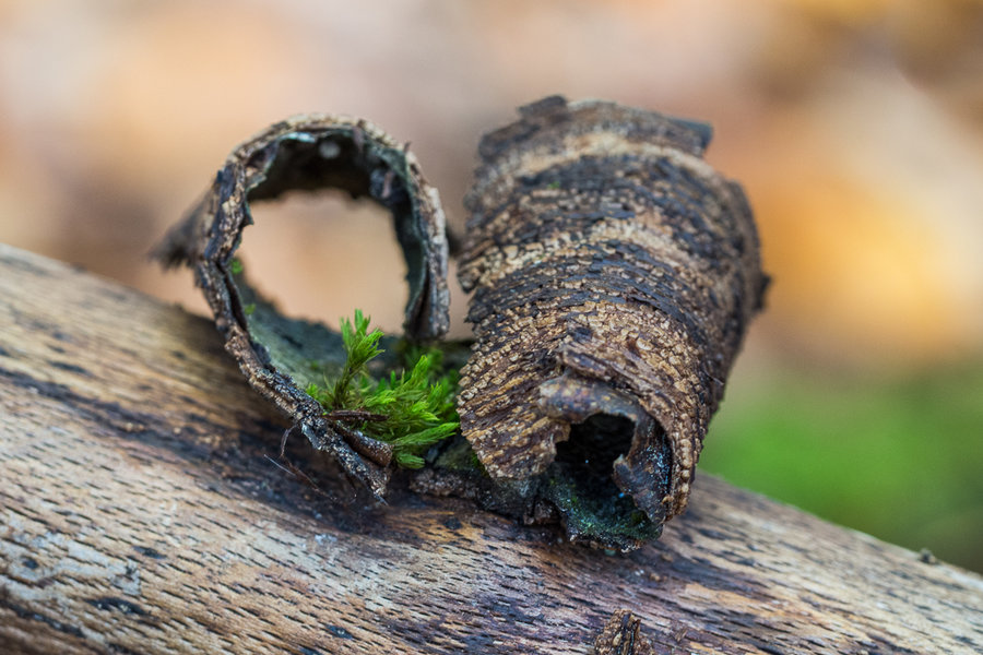 20221027-PA270586 Hauptsmoorwald.JPG