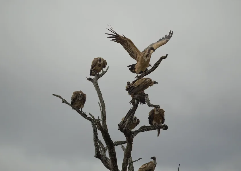 P9213337-Bearbeitet.webp