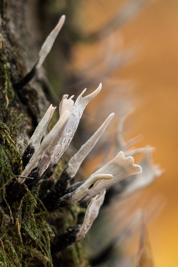 20221102-PB020696 Hauptsmoorwald.JPG