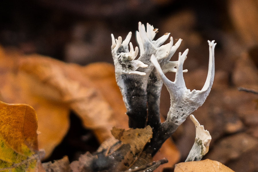 20221102-PB020698 Hauptsmoorwald.JPG