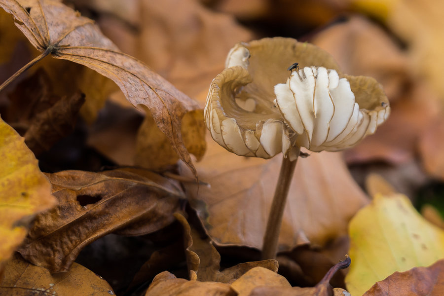 20221102-PB020705 Hauptsmoorwald.JPG