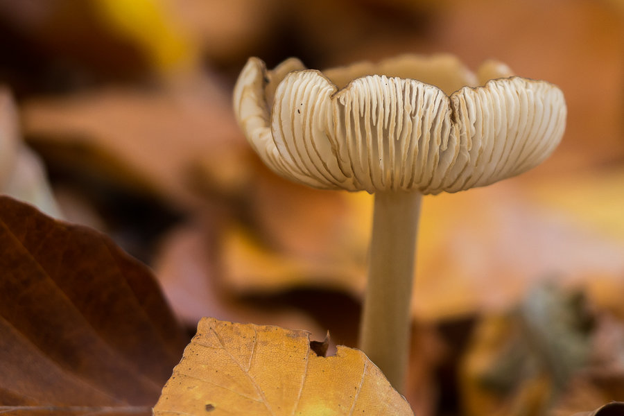 20221102-PB020708 Hauptsmoorwald.JPG