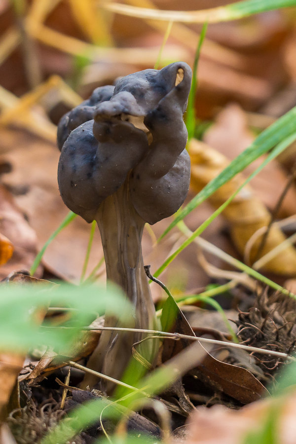 20221102-PB020716 Hauptsmoorwald.JPG