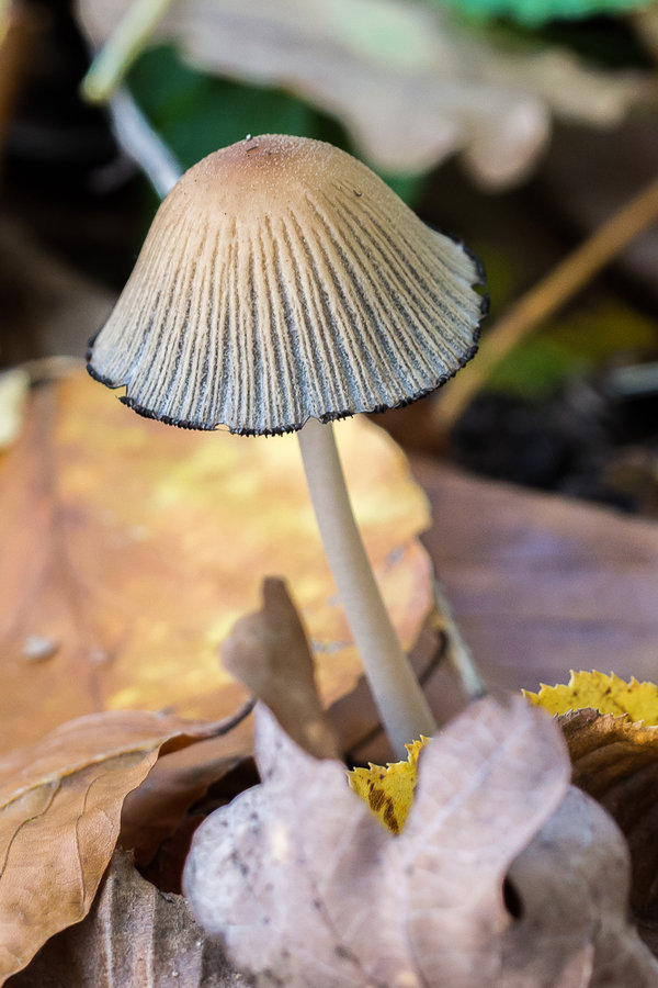 20221102-PB020745 Hauptsmoorwald.JPG