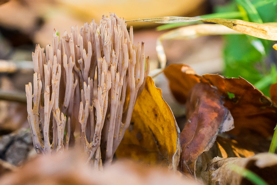 20221102-PB020764 Hauptsmoorwald.JPG