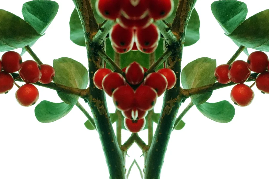 RoterBeerenStaruchMittelteilaufWeissSL2Si105MacroRECHTECKFANTASYFINFINFIN_1500x1000.webp