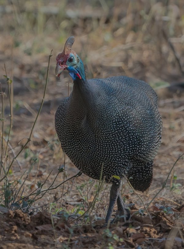 P9295400-Bearbeitet-2.jpg P9295400-Bearbeitet-2.jpg