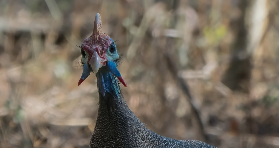 P9295400-Bearbeitet-Bearbeitet-2.jpg P9295400-Bearbeitet-Bearbeitet-2.jpg