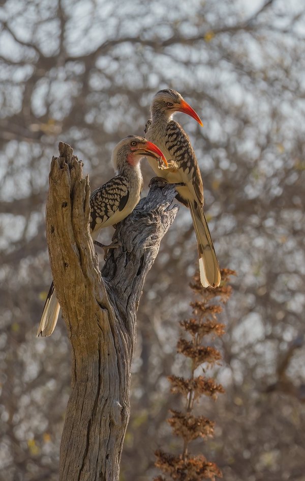 P9295420-Bearbeitet.jpg P9295420-Bearbeitet.jpg