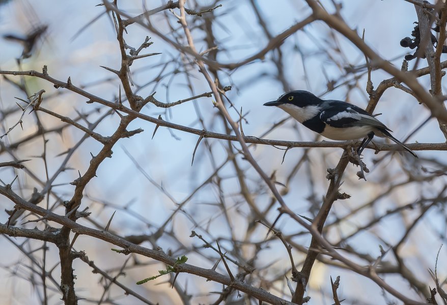 P9305594-Bearbeitet.jpg P9305594-Bearbeitet.jpg