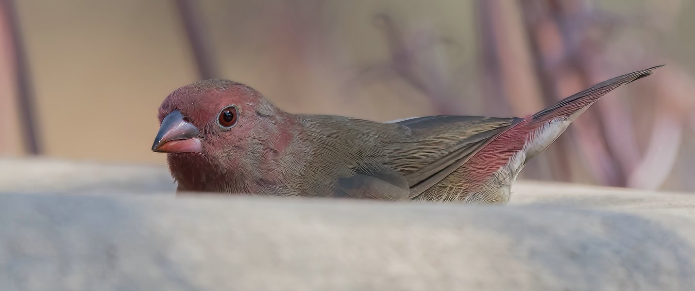 P9305649-Bearbeitet.jpg P9305649-Bearbeitet.jpg