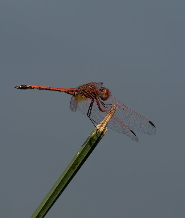 P9305465-Bearbeitet.jpg P9305465-Bearbeitet.jpg