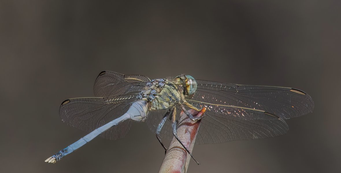 P9305670-Bearbeitet.jpg P9305670-Bearbeitet.jpg