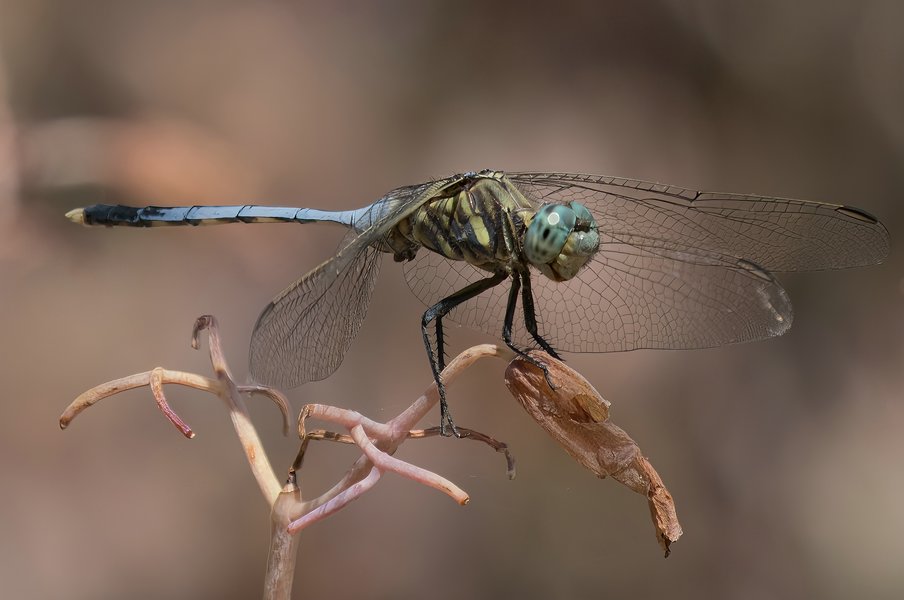 PA015690-Bearbeitet.jpg PA015690-Bearbeitet.jpg