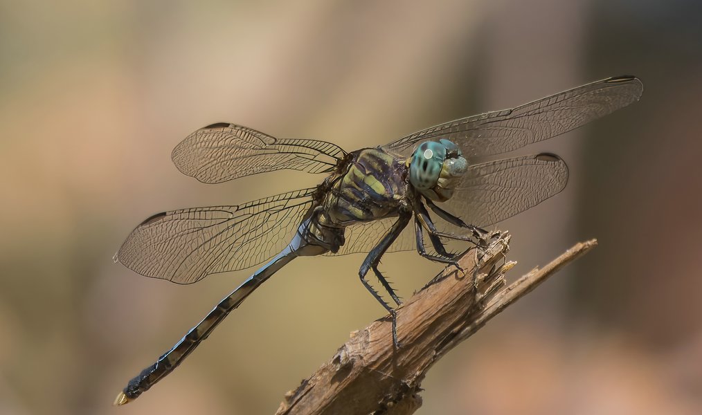 PA015708-Bearbeitet.jpg PA015708-Bearbeitet.jpg