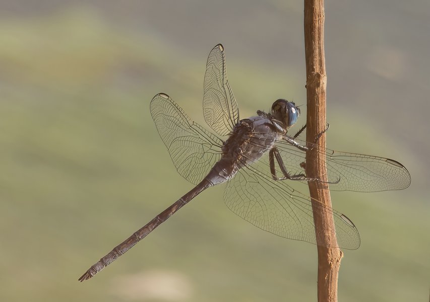 PA015749-Bearbeitet.jpg PA015749-Bearbeitet.jpg