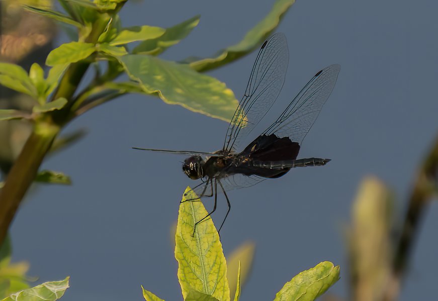 PA015773-Bearbeitet.jpg PA015773-Bearbeitet.jpg