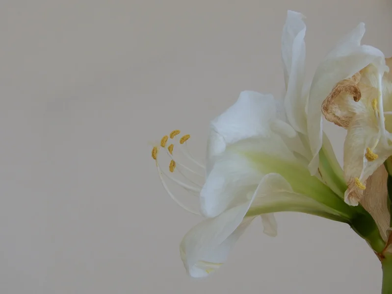 DSCN2933.webp