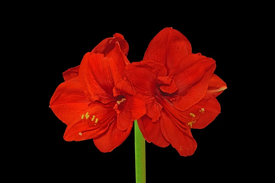 AmaryllisDOPPELBLÜTEAUFSCHWARZOPTIMALSL22490_1498x1000.webp