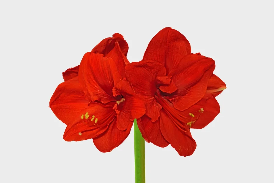 AmaryllisDOPPELBLÜTEAUFGRAUOPTIMALSL22490_1498x1000.webp