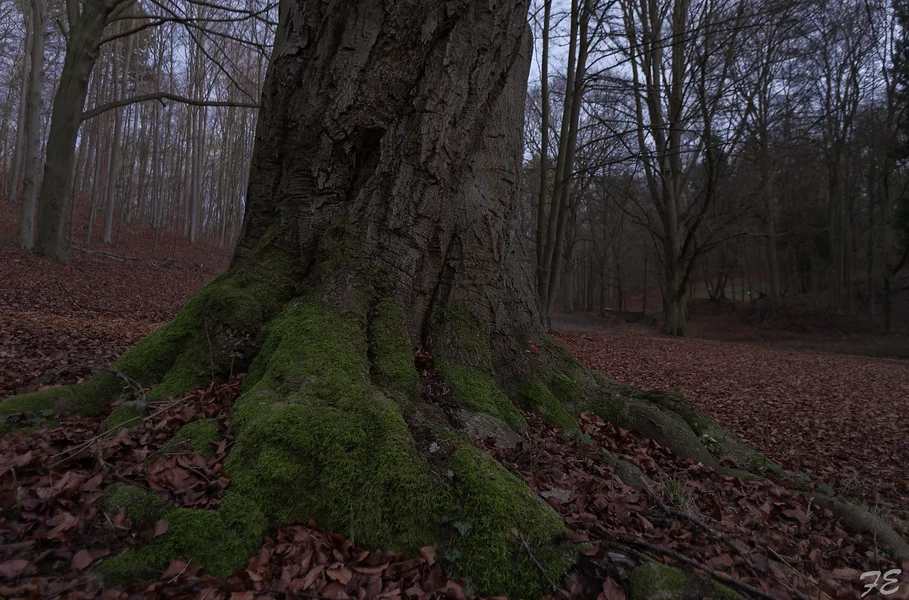 _IMG1433_DxO.webp