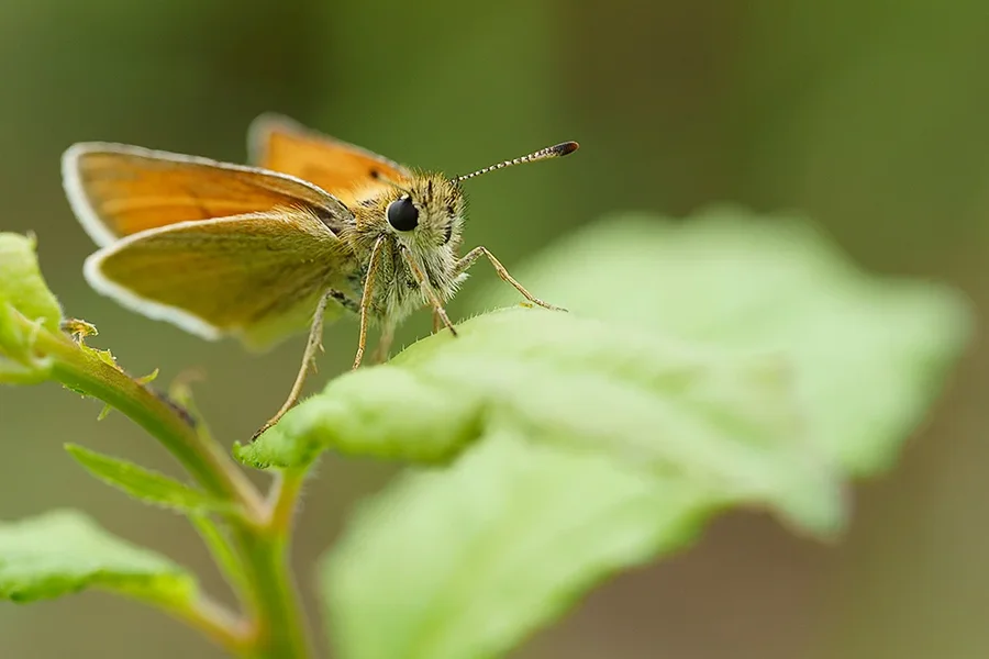 ci_A7307323.jpg