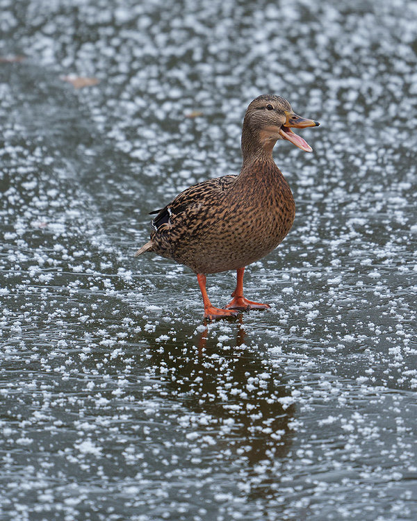 ci_A7400466.jpg