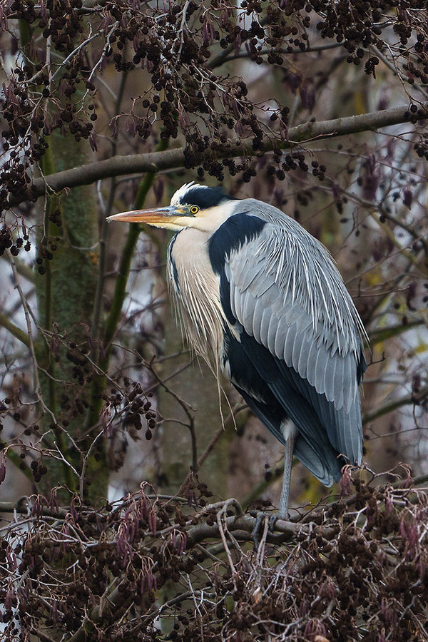 ci_A7400488.jpg