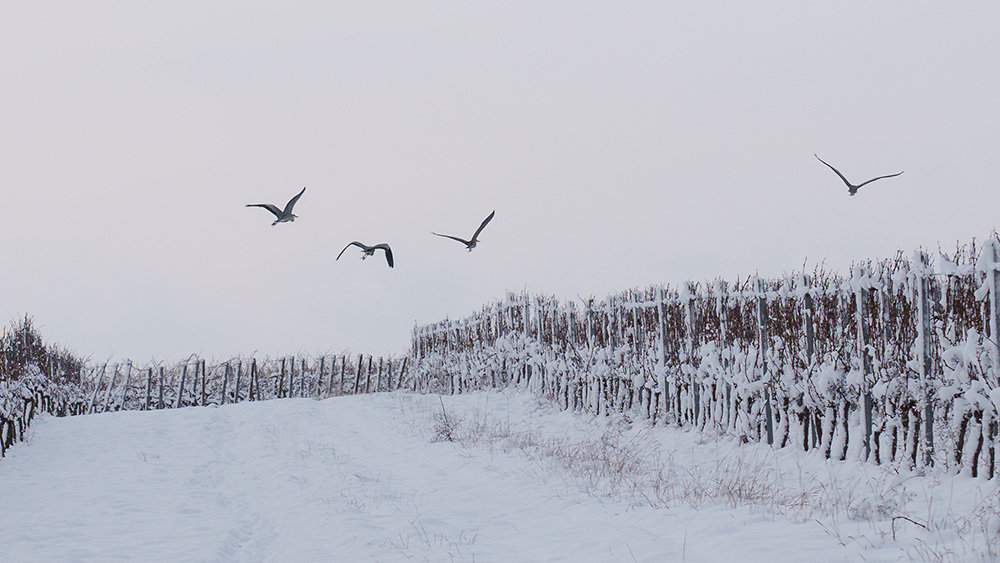 ci_A7401117.jpg