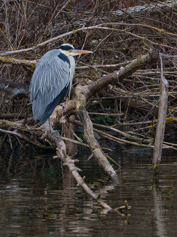 ci_A7401210.jpg