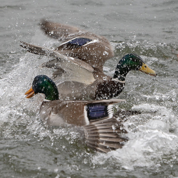 ci_A7401215.jpg