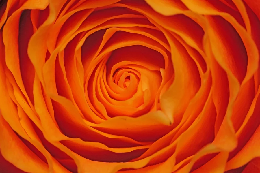 RoseeOrangeZentrumSL2Si105MacroRechteckZENTRALVARIANTE_1499x1000.webp