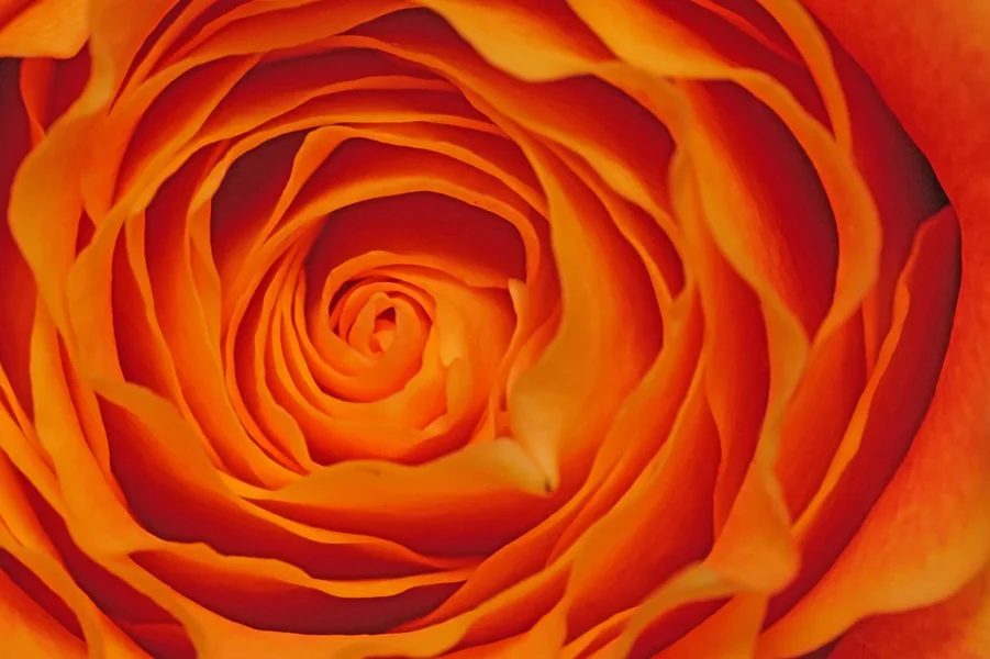 RoseeOrangeZentrumSL2Si105MacroRechteckDEZENTRALVARIANTEjpg_1500x999.webp