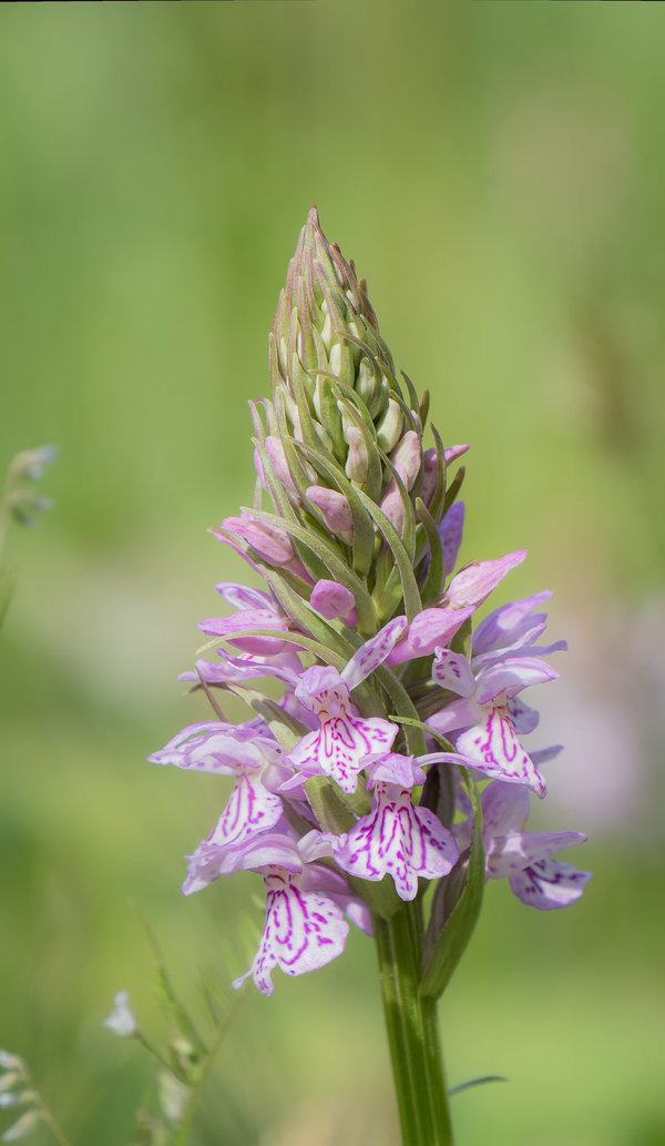 Juni 2019-124_DxO.jpg