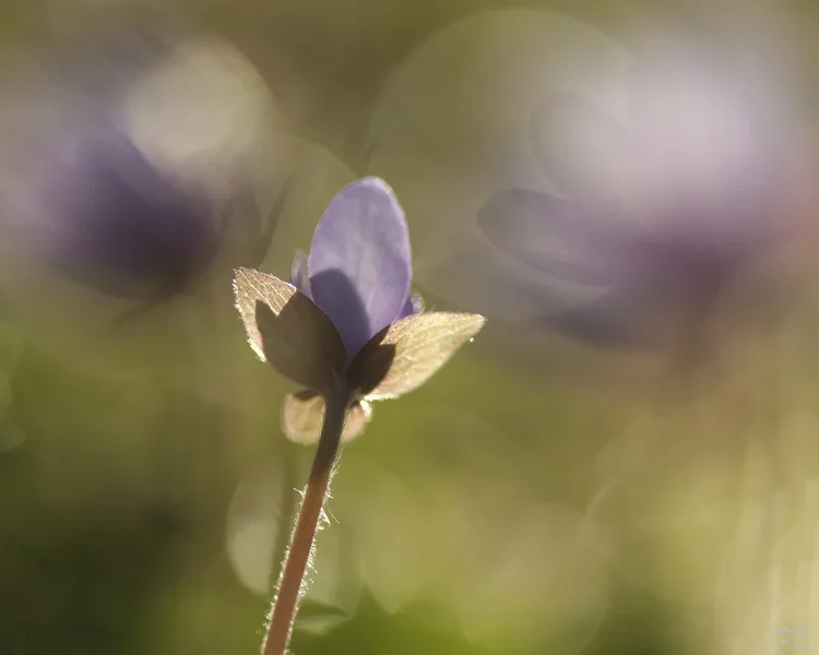 _IMG8685_DxO.webp