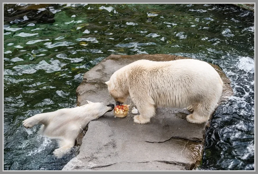 _DMA5180.webp