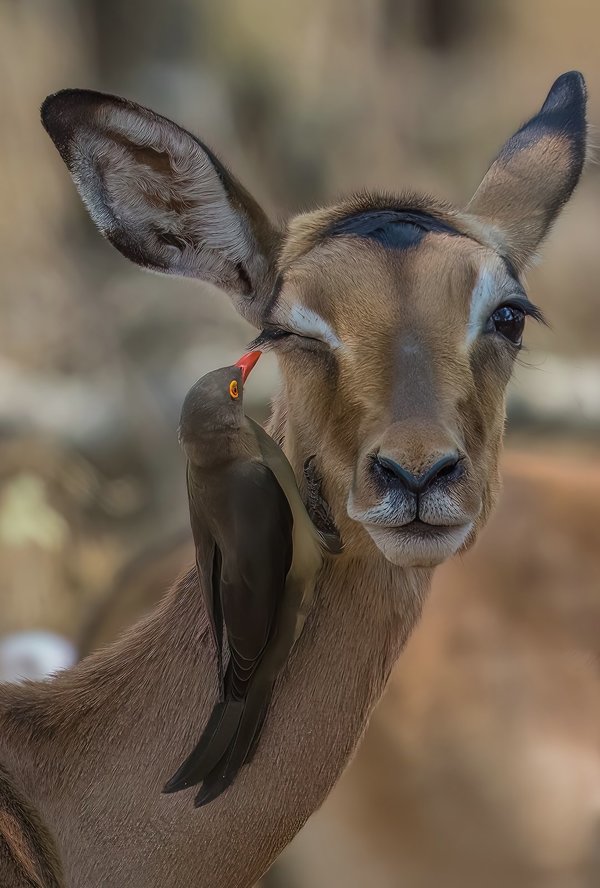 Kruger 2-Bearbeitet.jpg