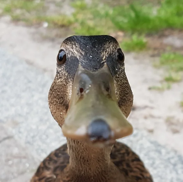 Ente.webp