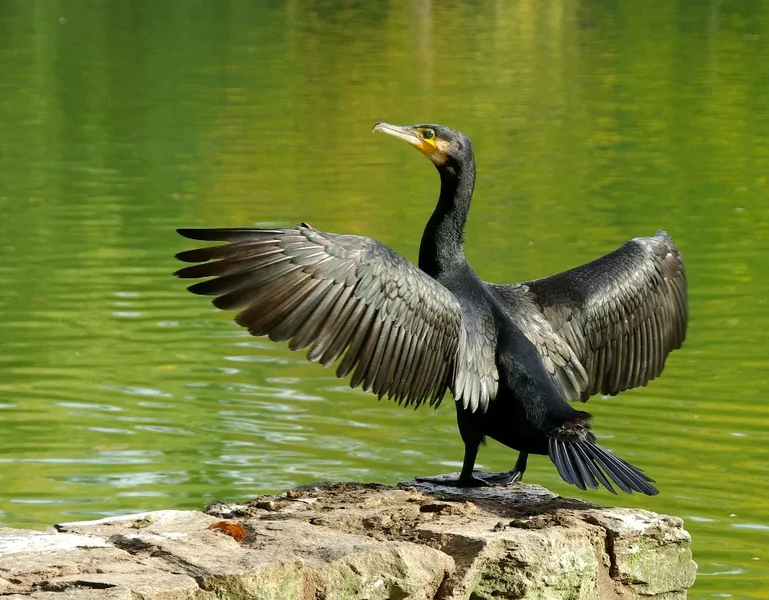 pi_IMGP4689.webp