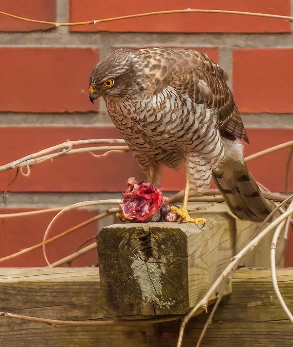 20130407-P4077392-topaz-denoise-enhance-sharpen.jpg