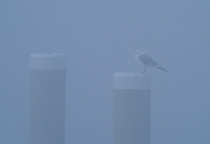 Vögel 2023-365-Bearbeitet.jpg