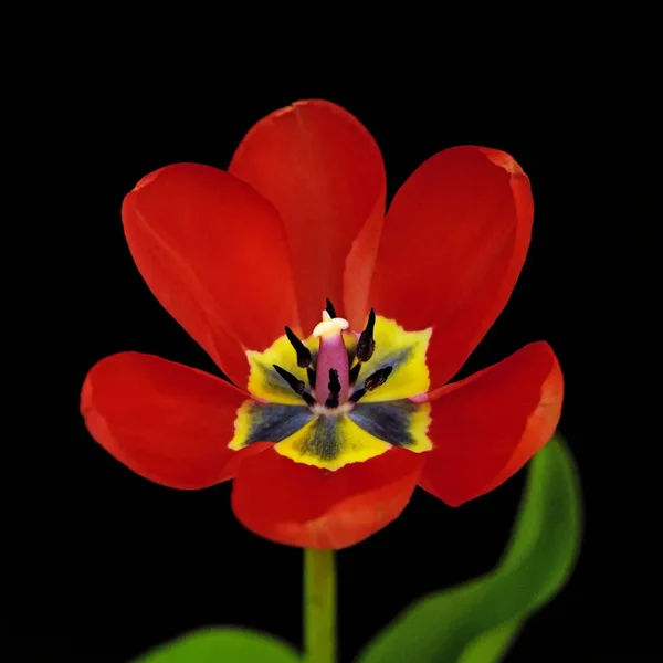 TulpeRotmitBlätternFarbintensiviertSl2SiMacro105QUADRAT_1000x1000.webp
