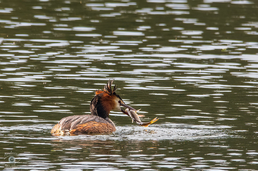 AW5_0830-Bearbeitet.jpg