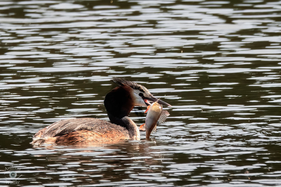 AW5_0837-topaz-enhance-denoiseraw-sharpen.jpg