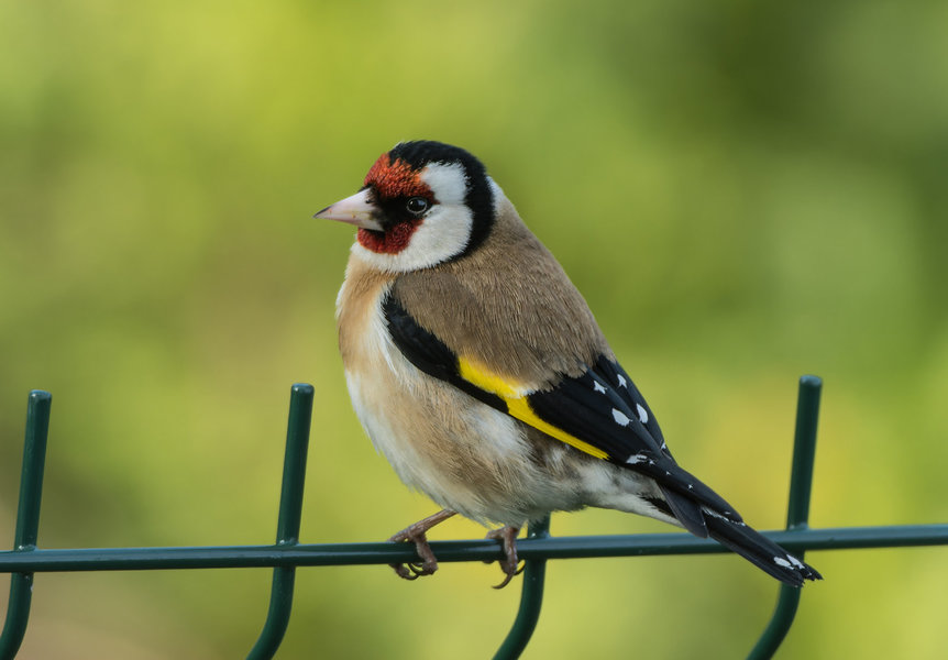 Vögel 2023-465_DxO.jpg