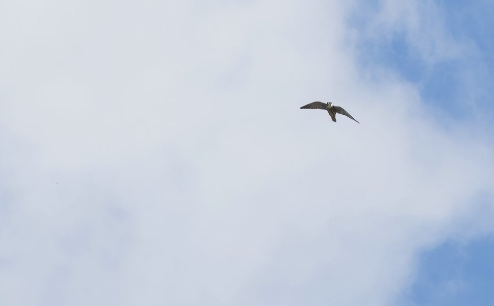 P4300339-Bearbeitet.jpg