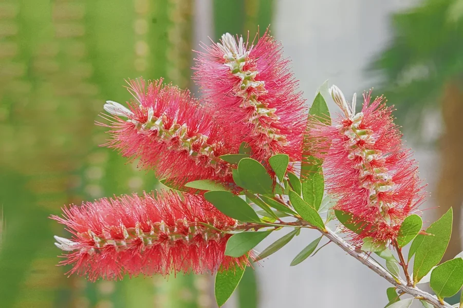 Roteblüten4ZylinderputzerSL2Si100400_1500x999.webp